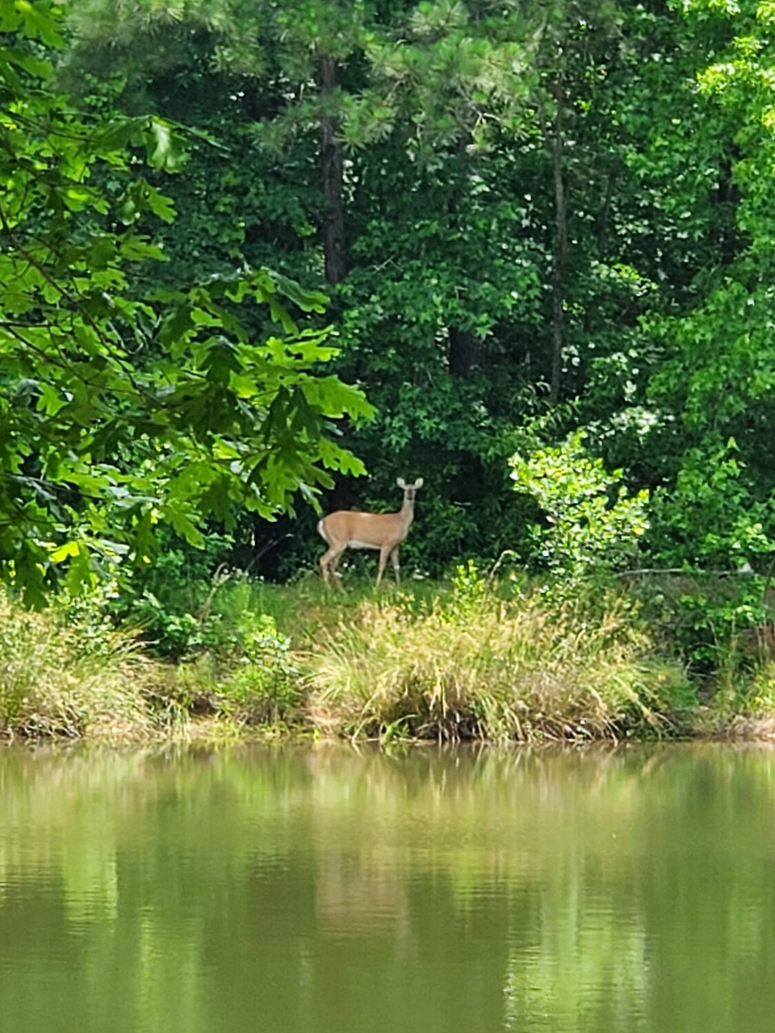 Deer across the lake
