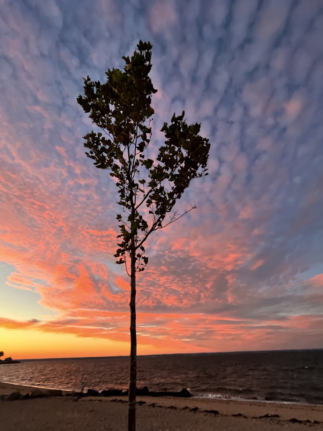 A Heart in Theses Branches