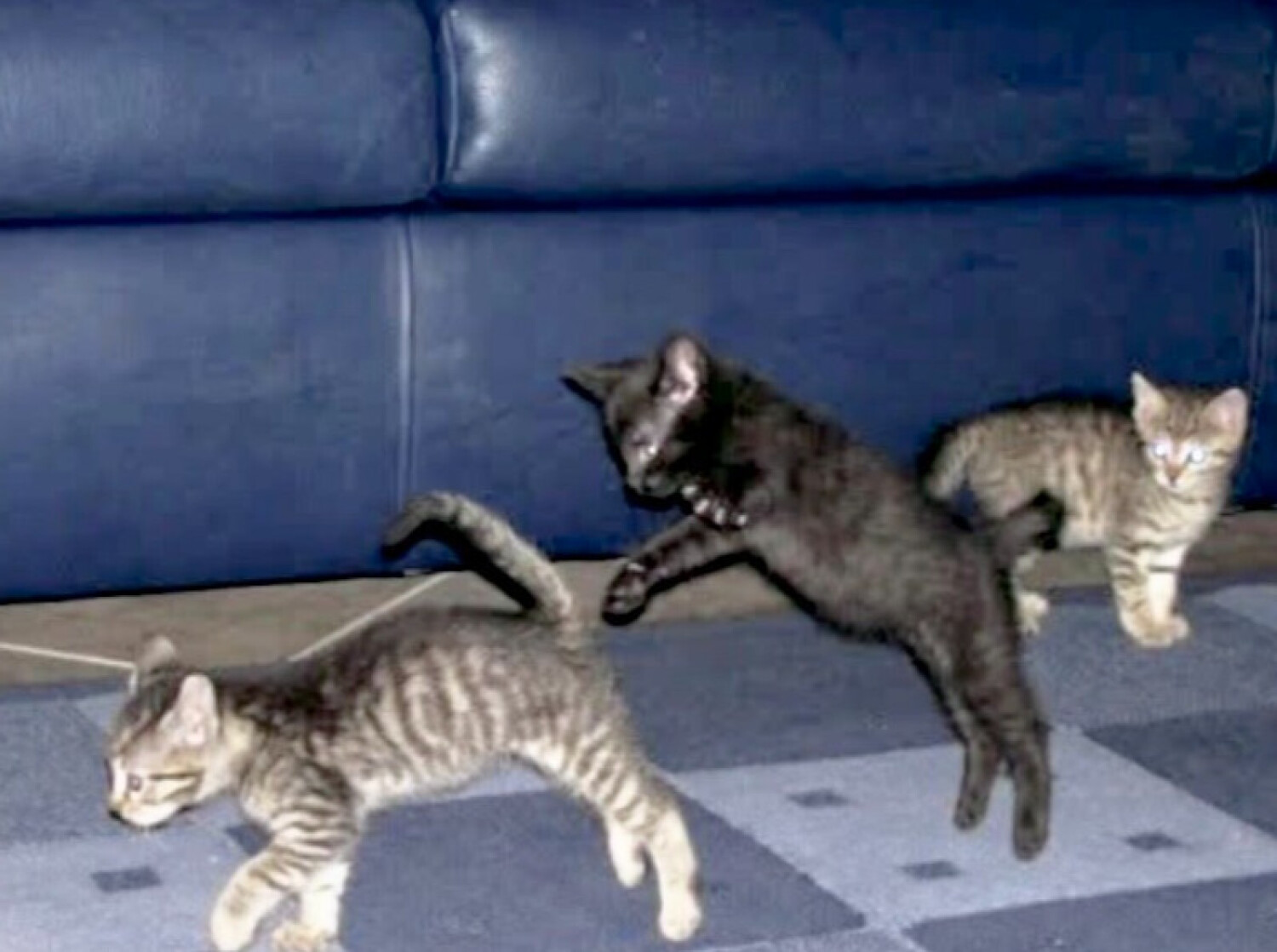 Purr-fect Surprise Attack!