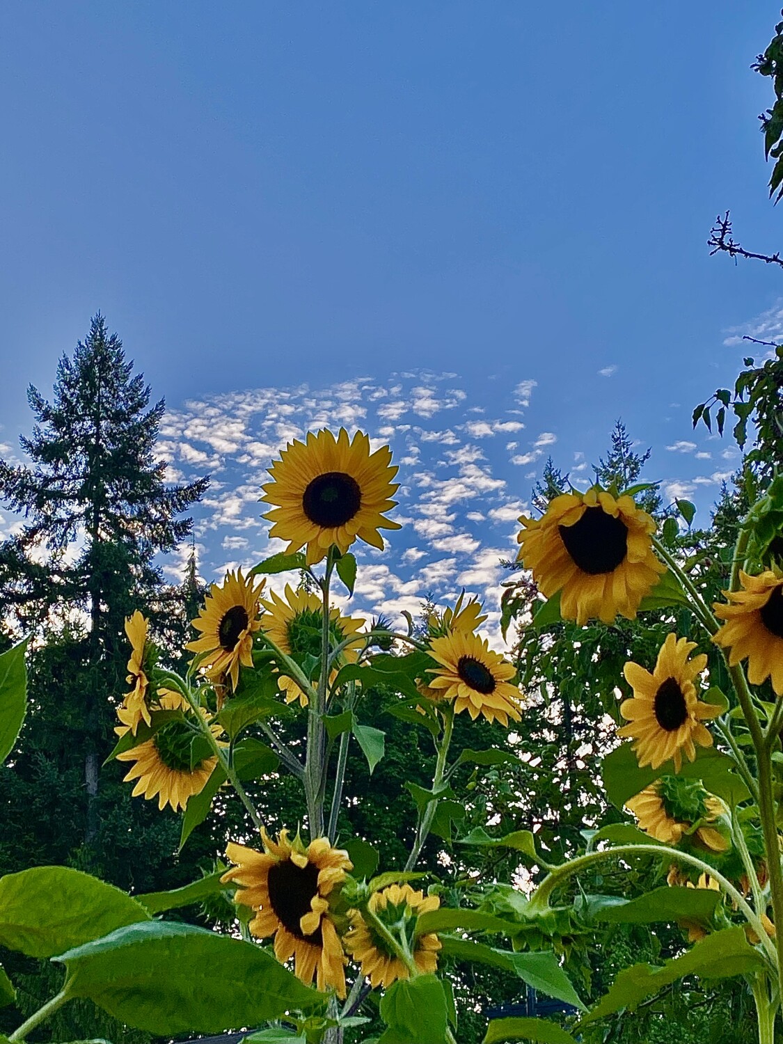 Sunflowers Take Charge!🌻