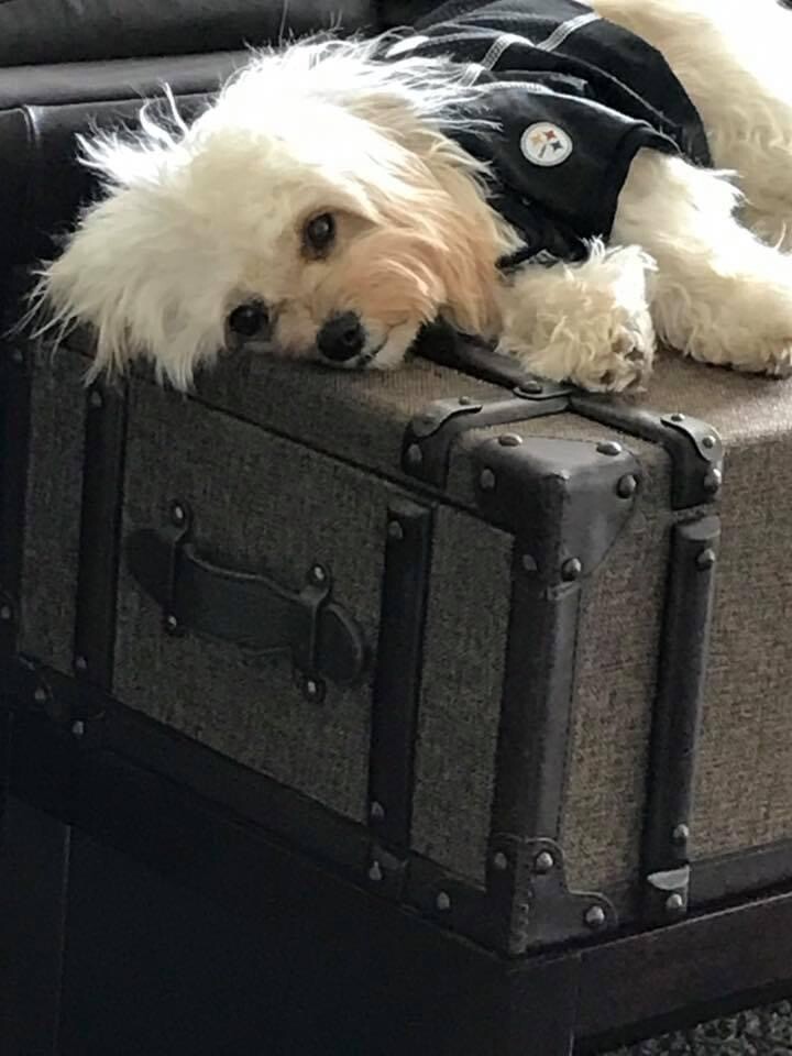 Your killing me Steelers