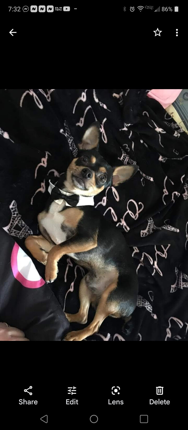 Our gentleman "Dude"