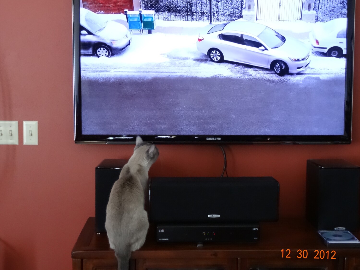 Amy the cat views weather news