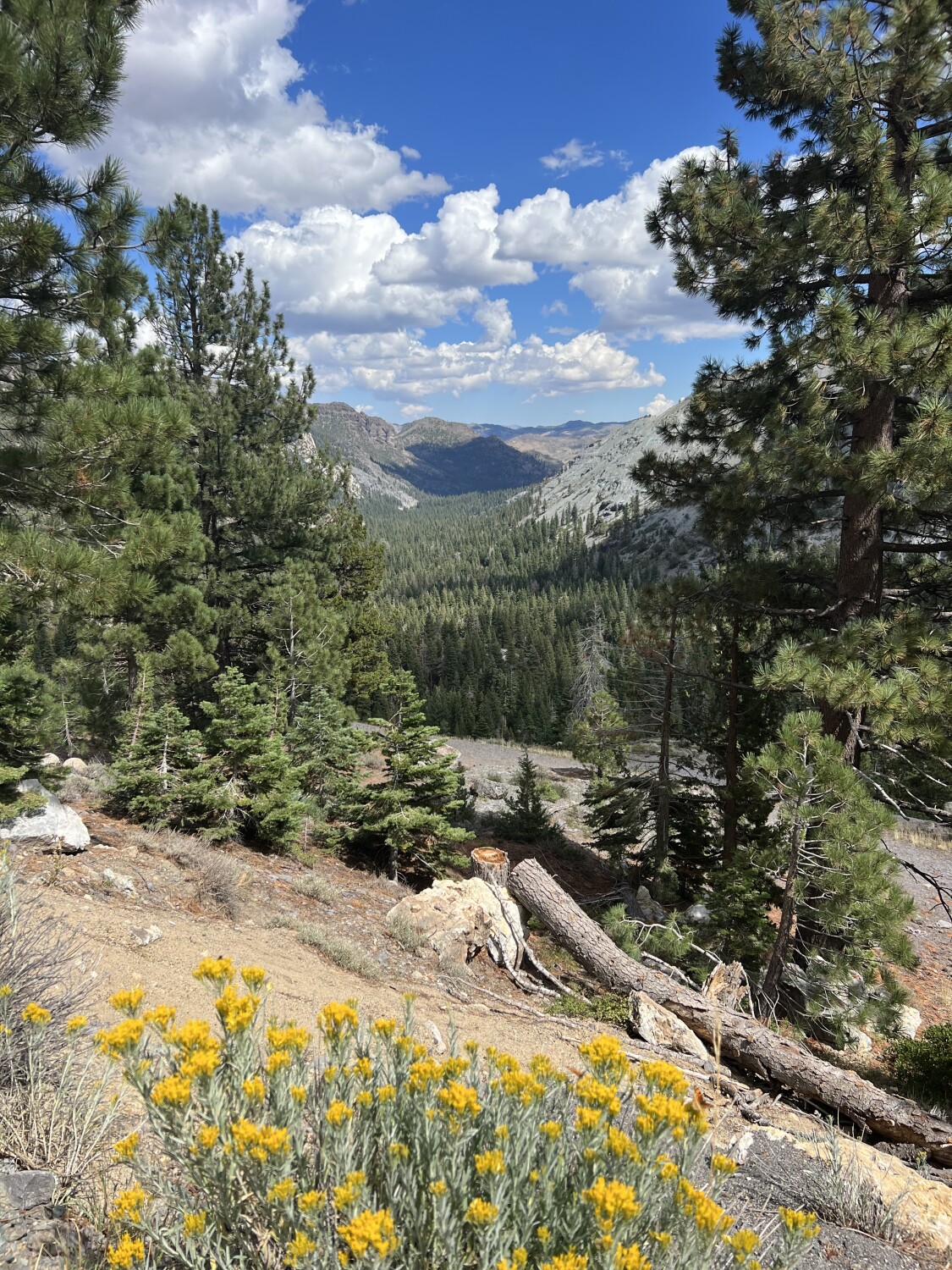 Ebbetts Pass Wonderland