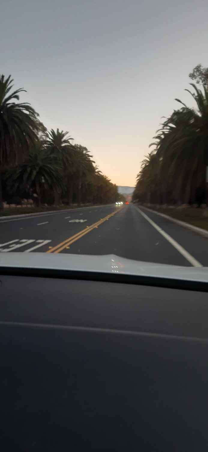 Palm tree Road to  Stanford  University