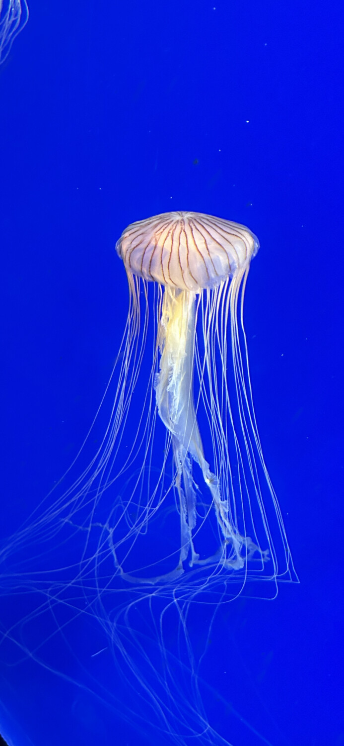 Japa Jelly Fish