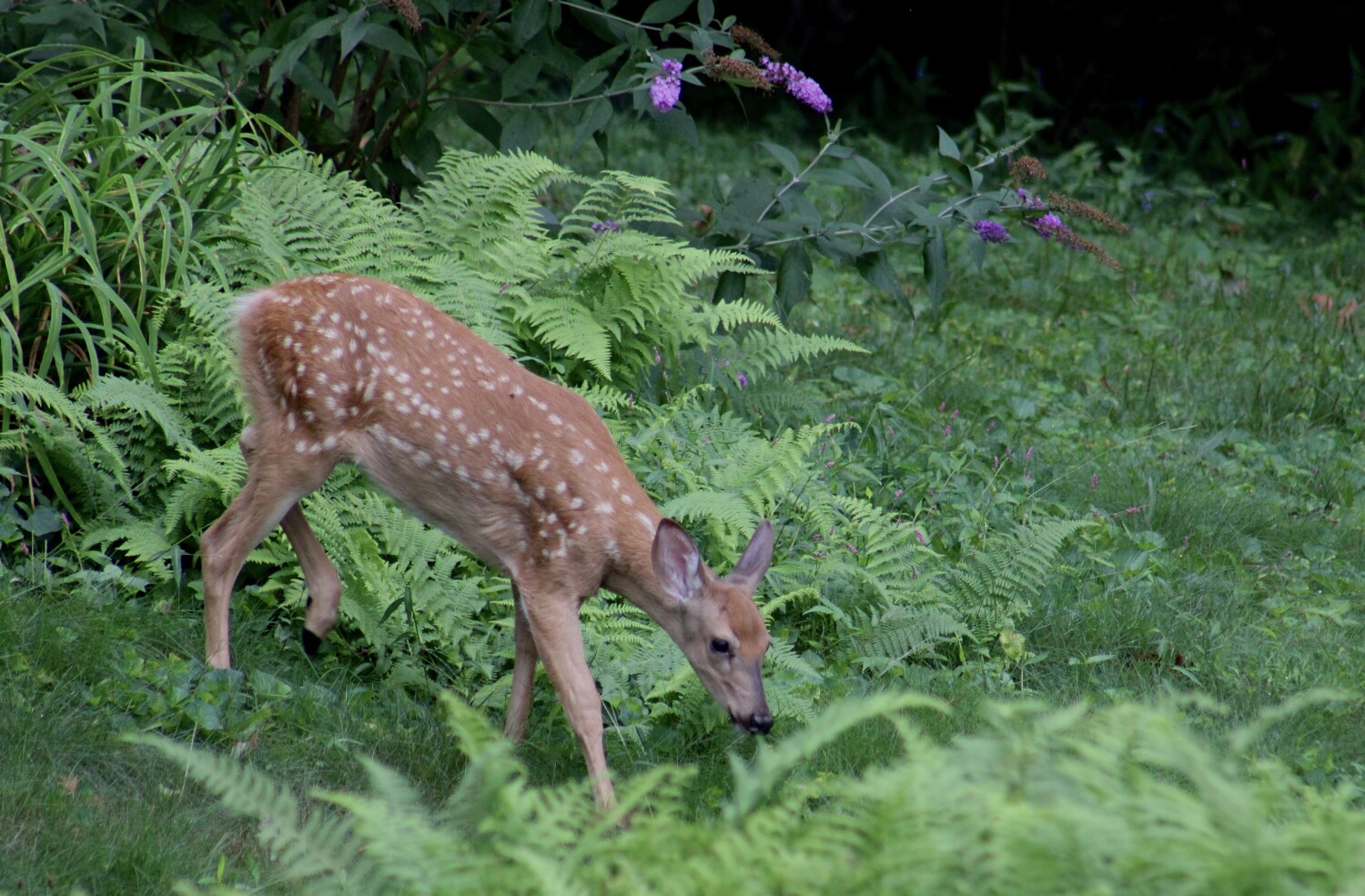 The Fawn