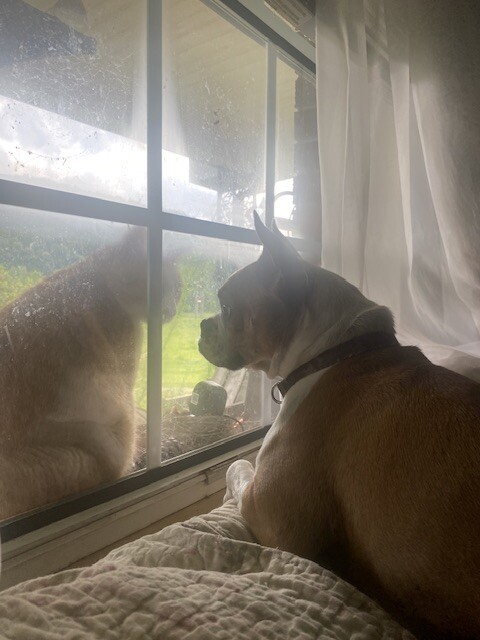 Doggie likes his friend really