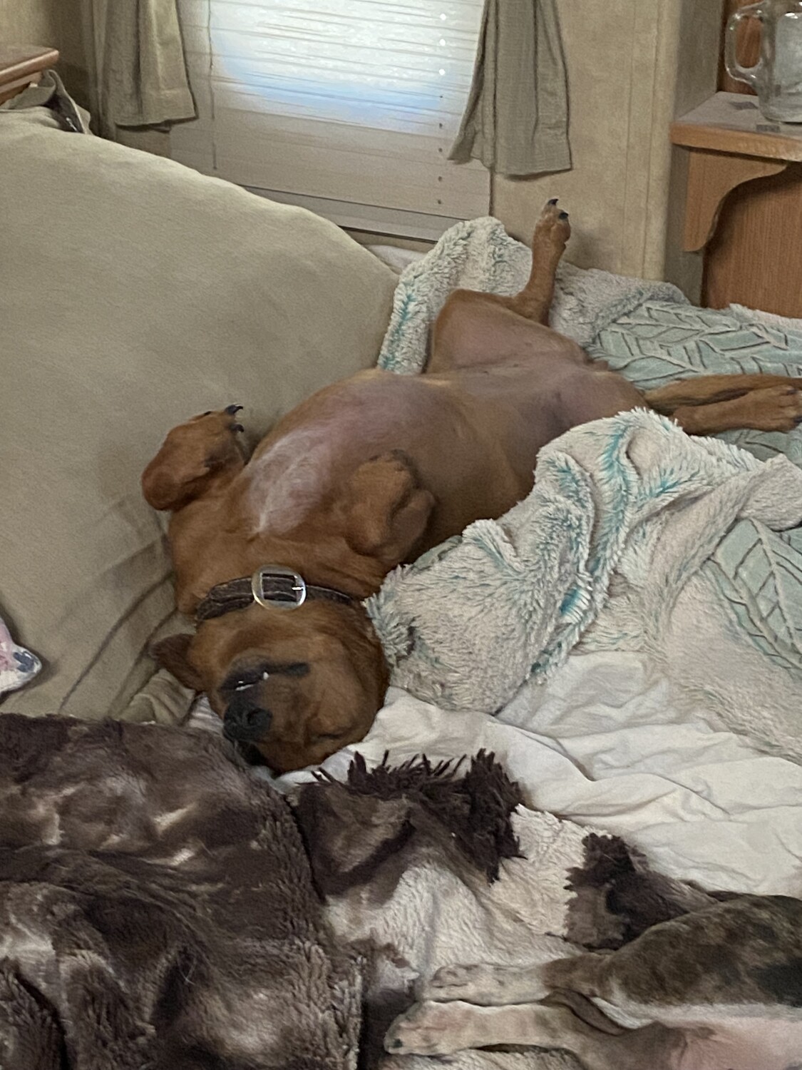 Zoey the nervous Winnie dog!