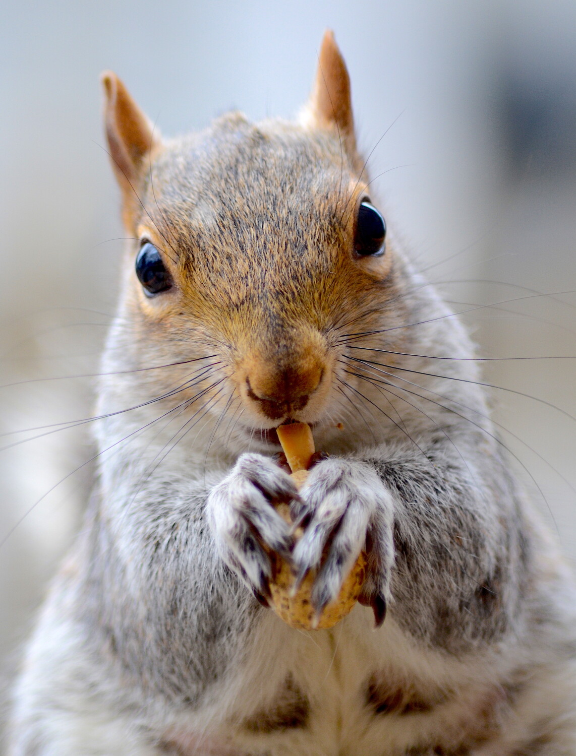 Mmm Peanut
