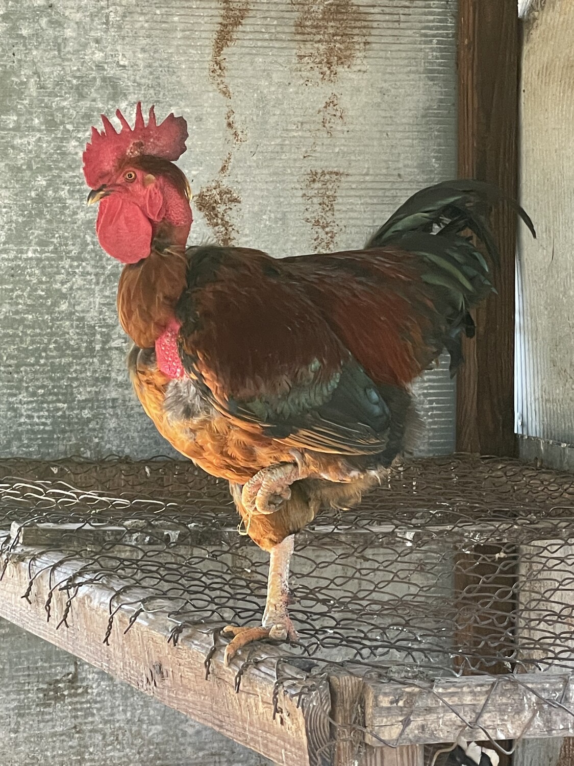 “On my last leg”