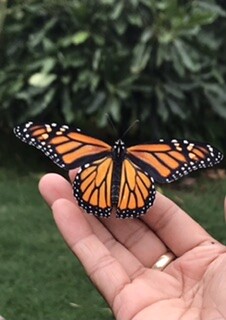 Butterfly in my garden.