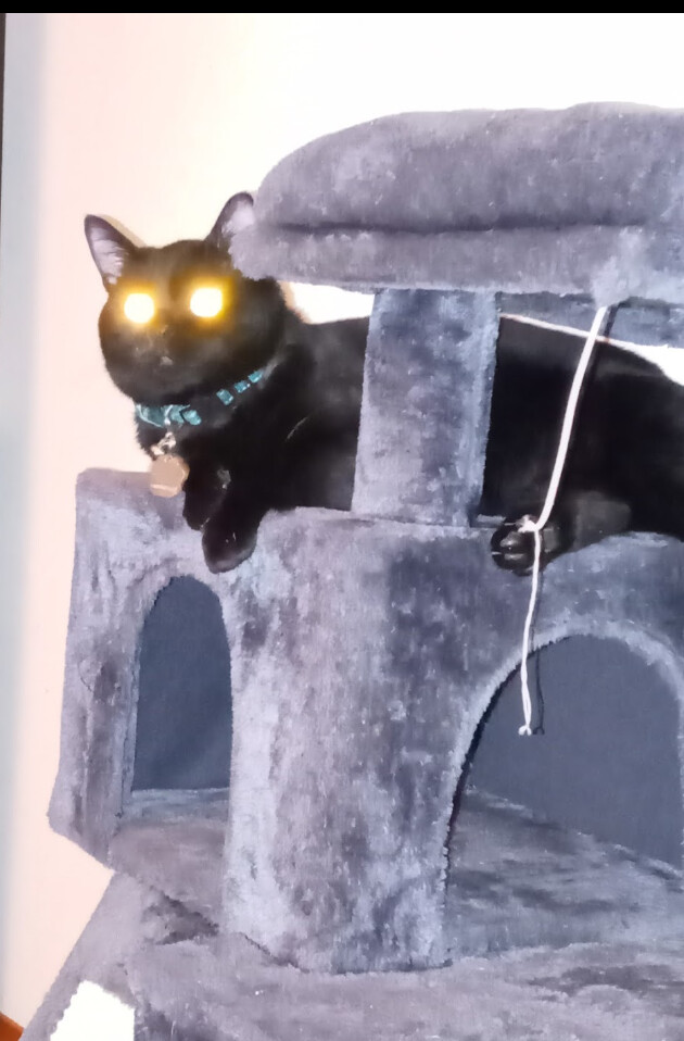 Show your pets pretty eyes...