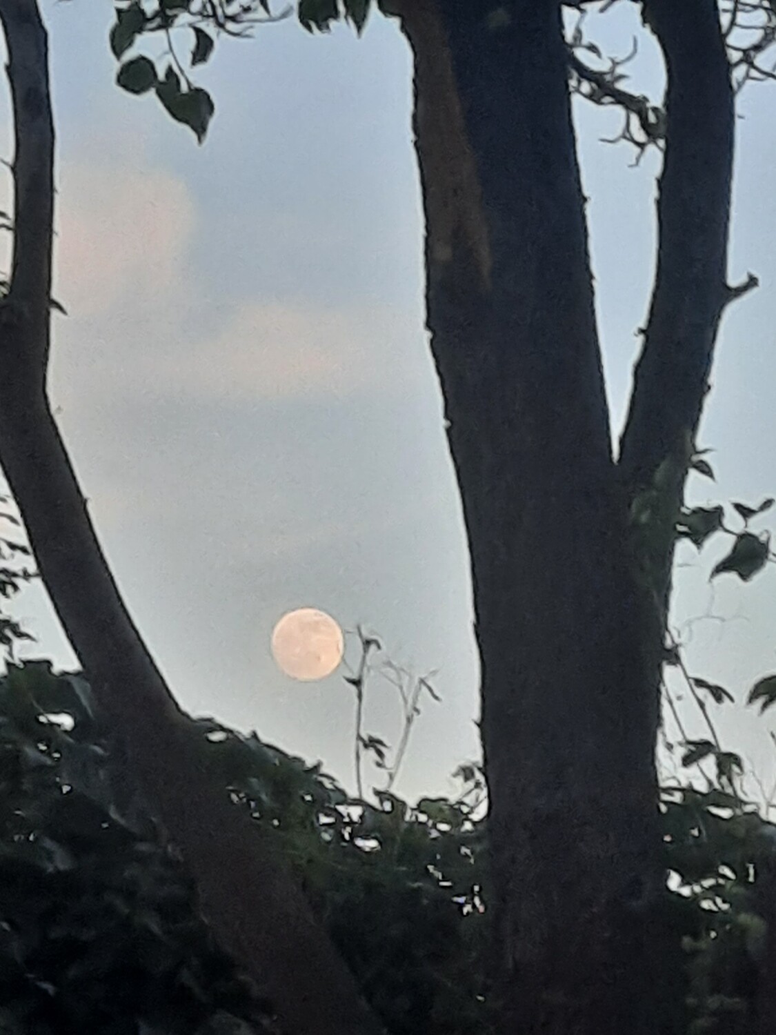 Early Moon