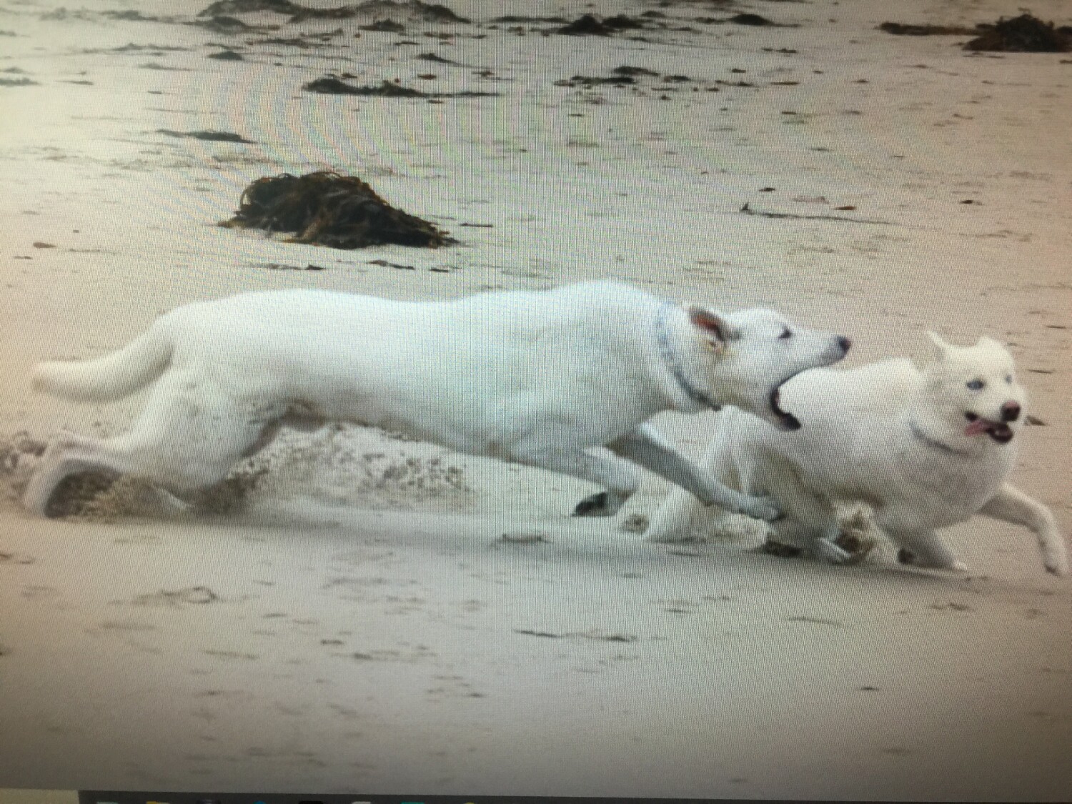 It’s a Dod eat dog world