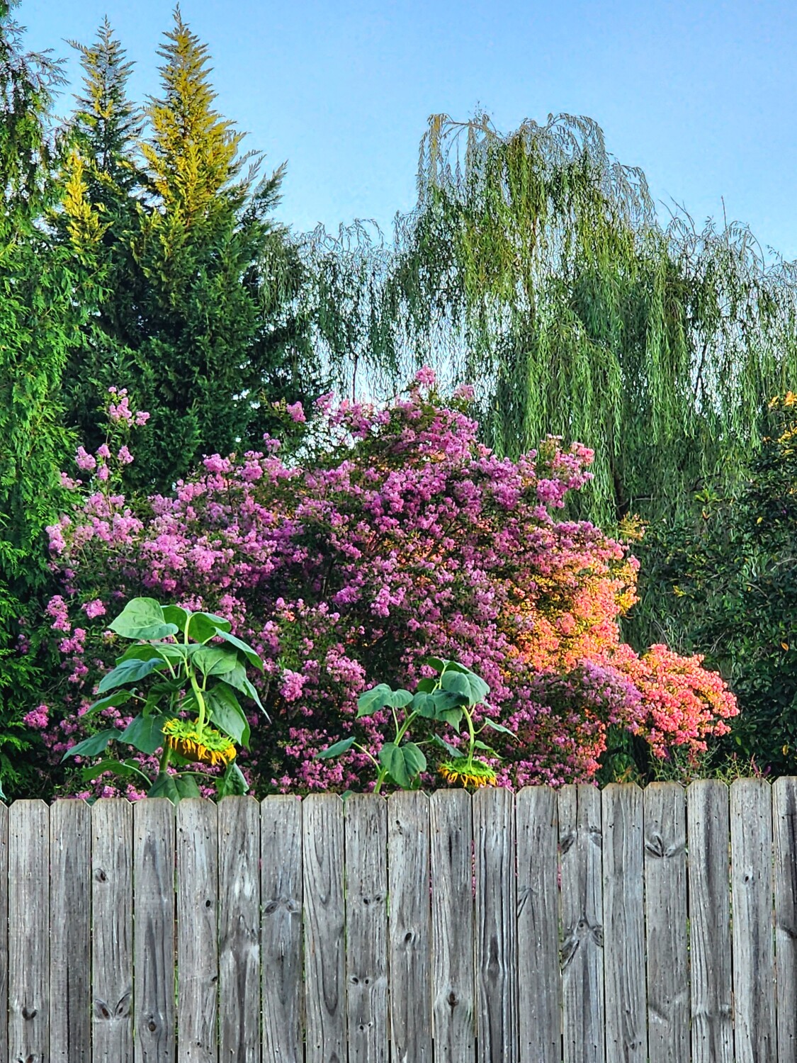 Postcard from backyard