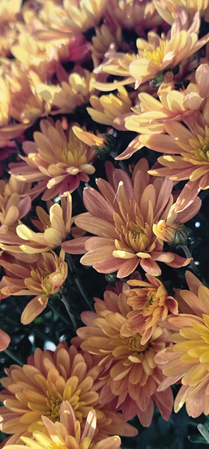 Last Flowers of the Season