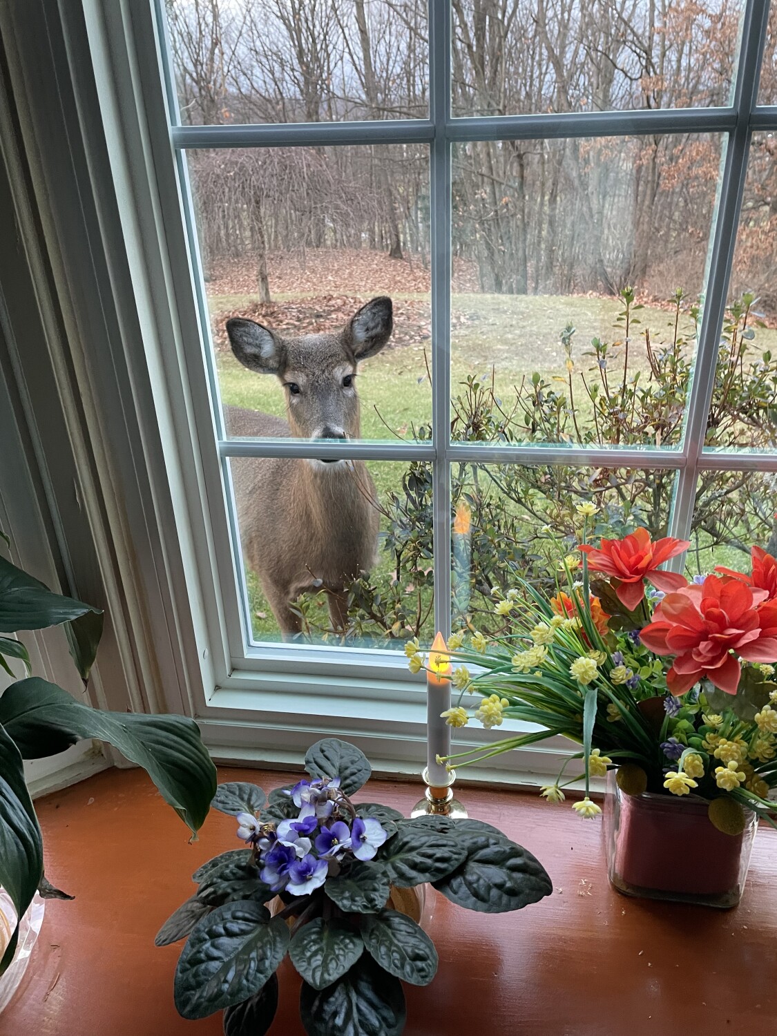 Window Deer