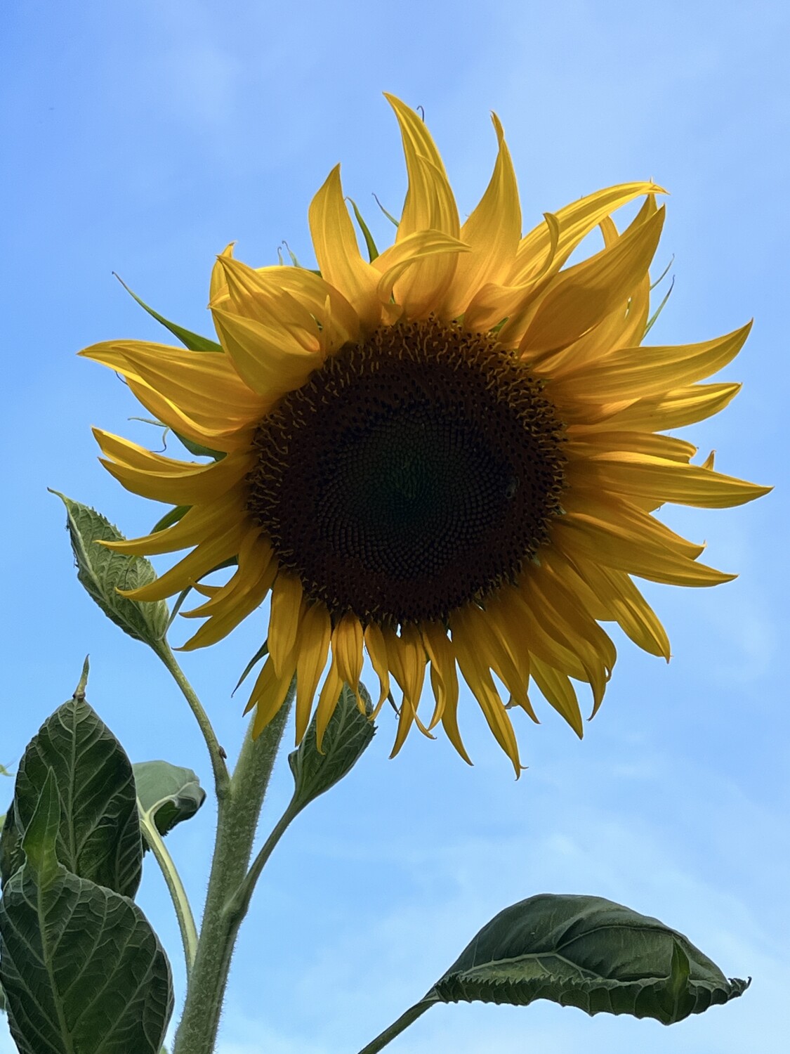 Sunflower Love