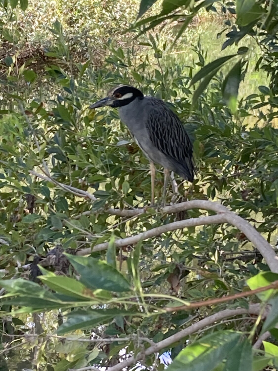 Yellow Crowned Night Heron!
