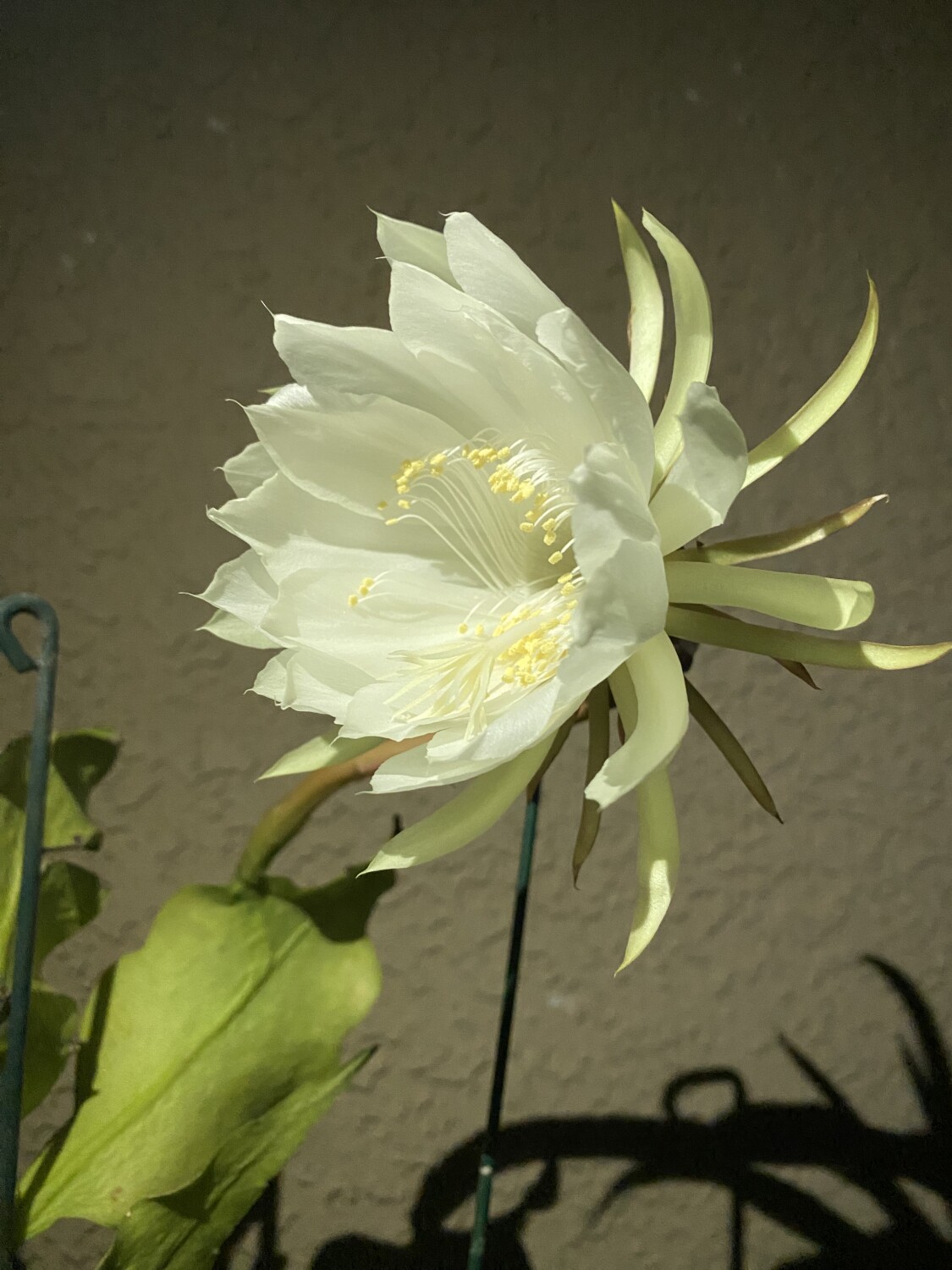 Queen of the Night bloom