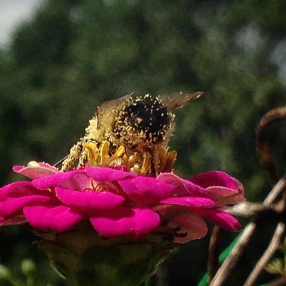 Bee and Zinnia