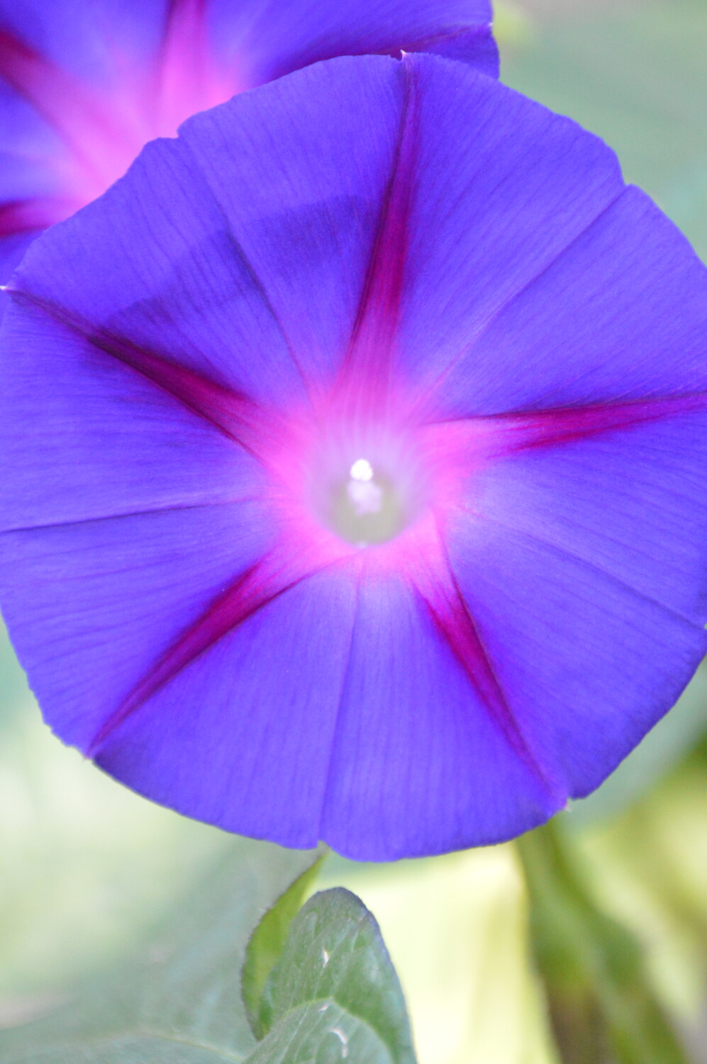 Morning Glory Star