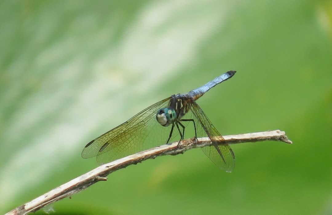 Dragonfly Smile