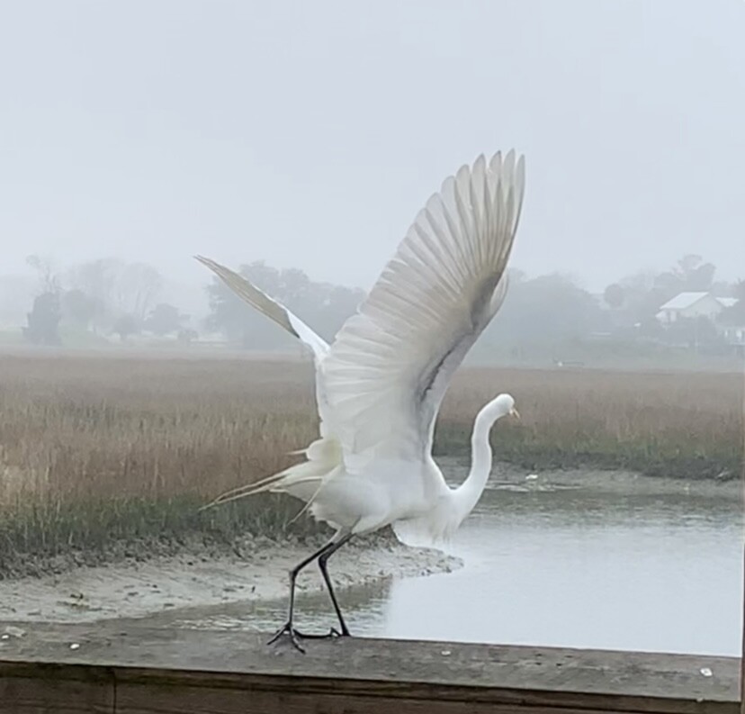 Misty Egret