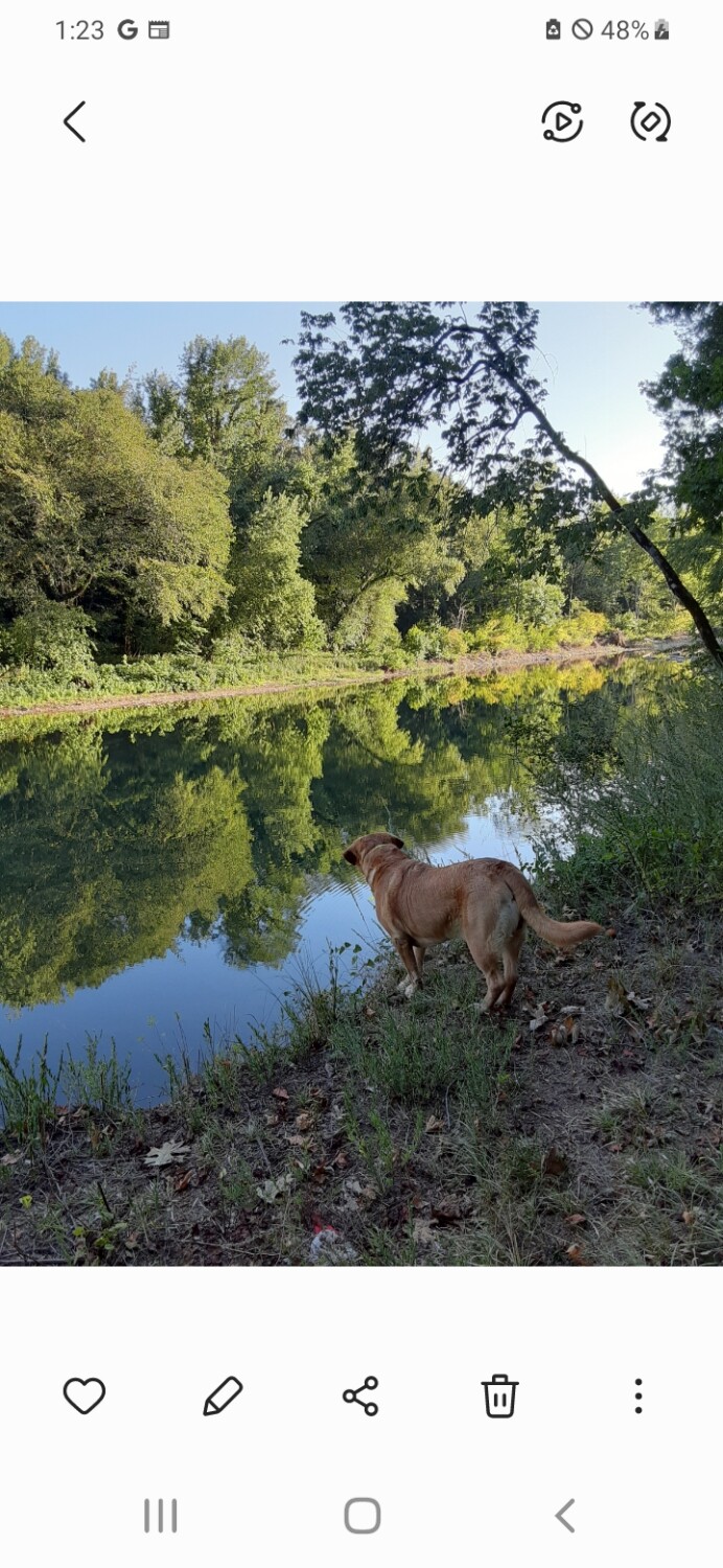 Reflections at the Creek