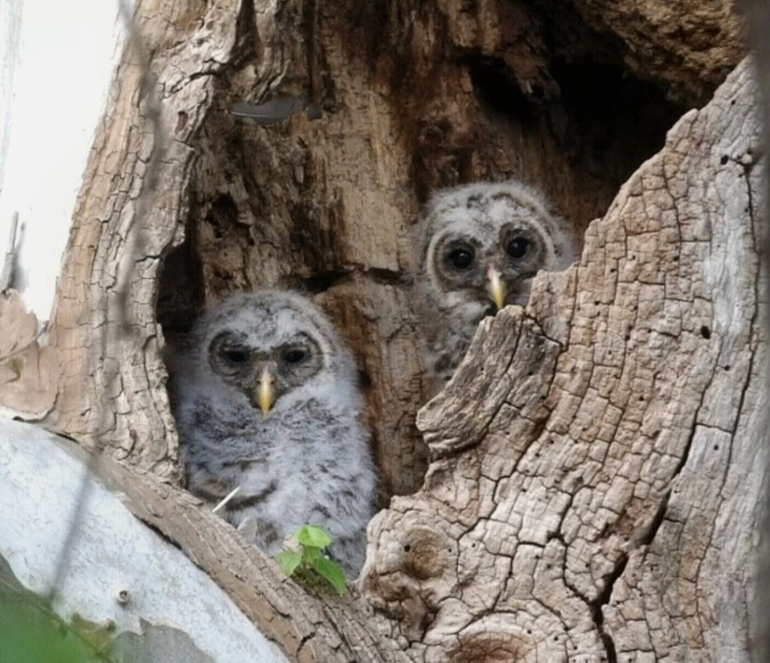 Town Owls