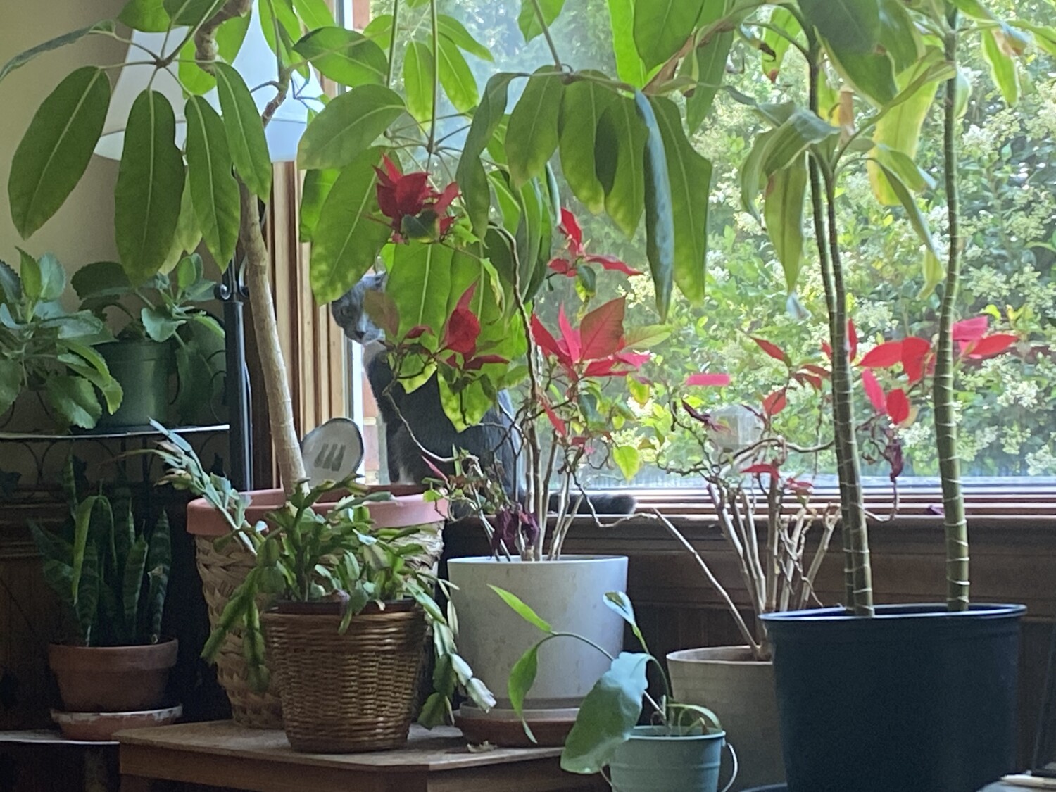 Peek-a-boo, I see you!