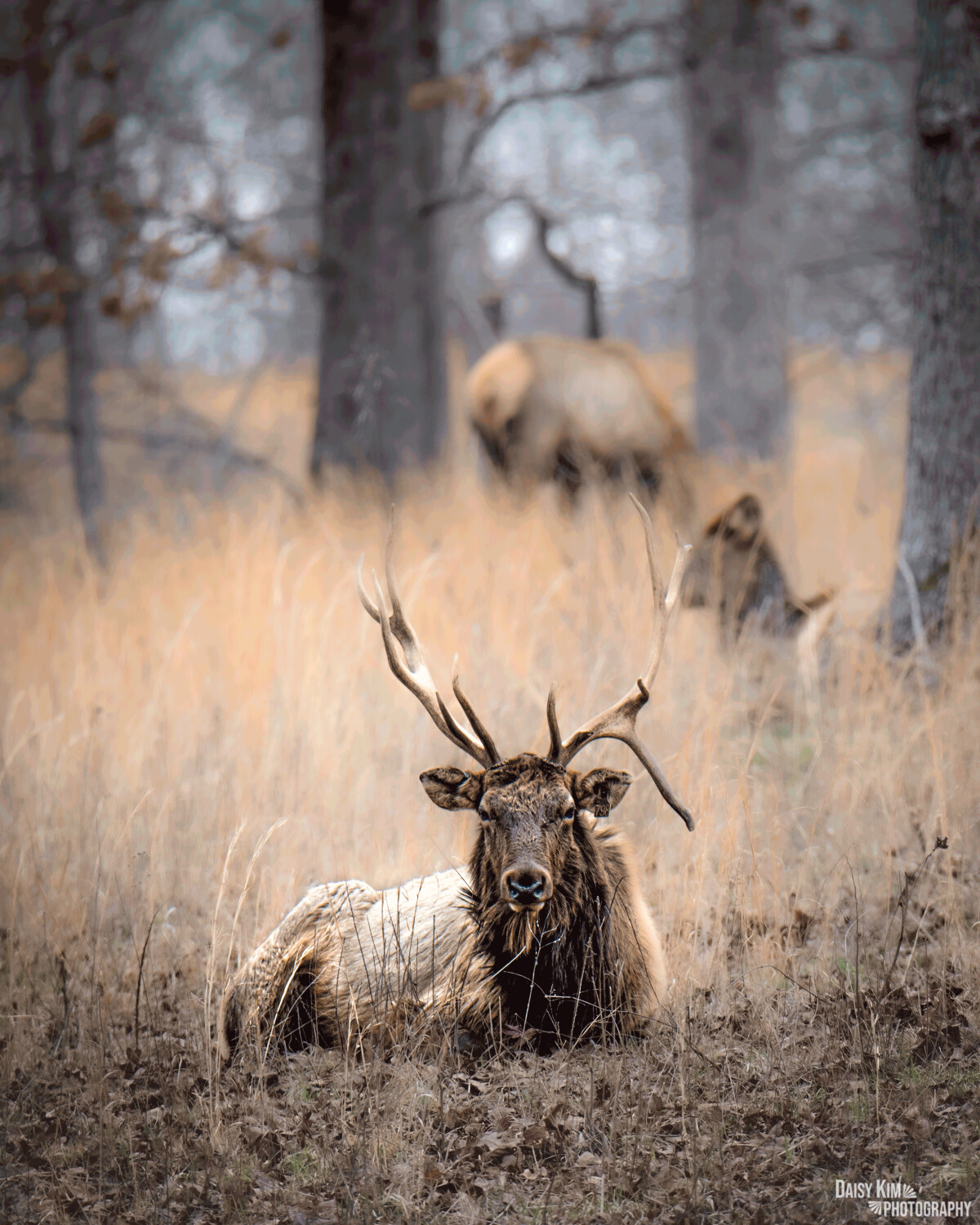 The King’s Senior Life