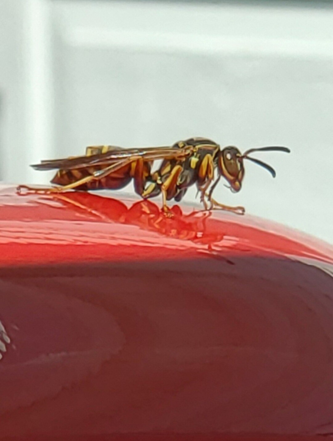 Wasp