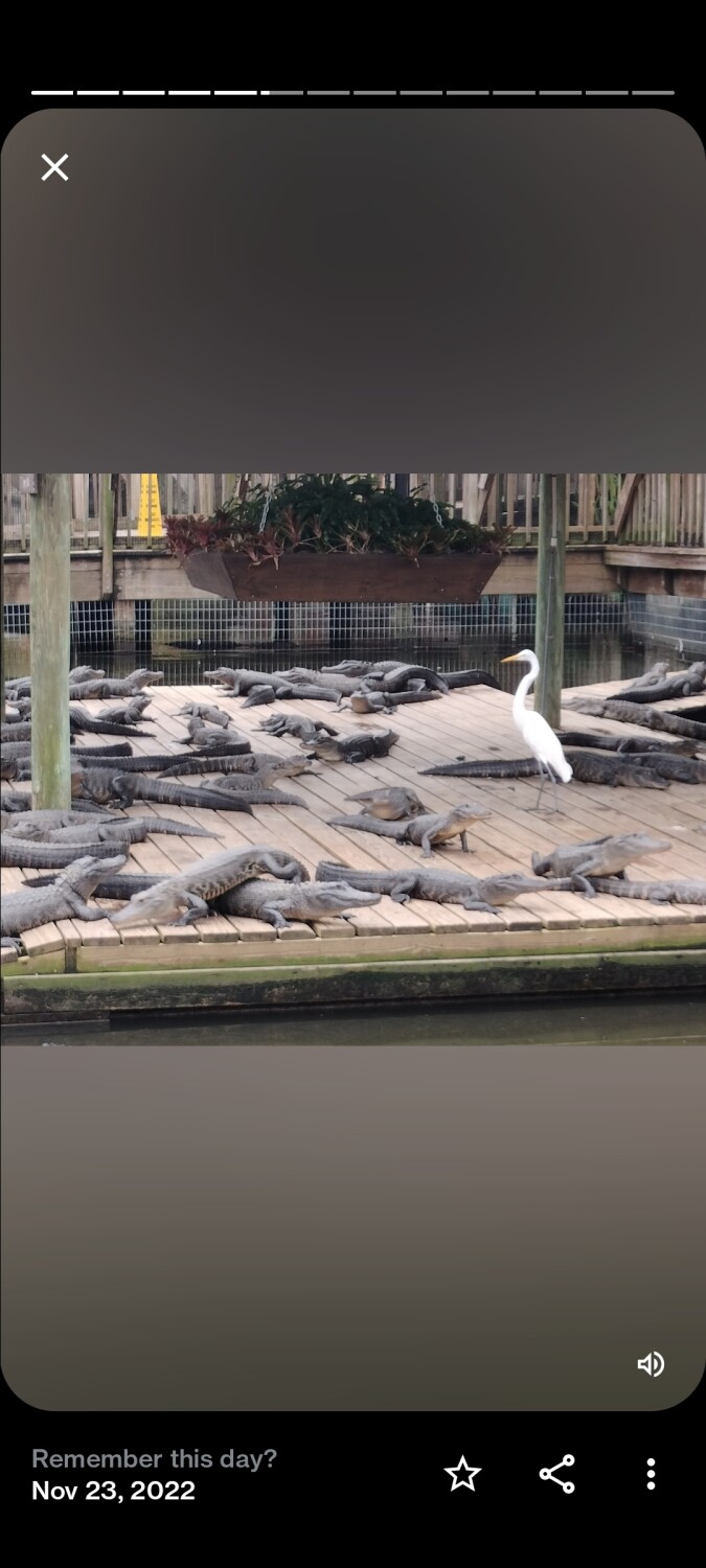 The Gators at Gator land.