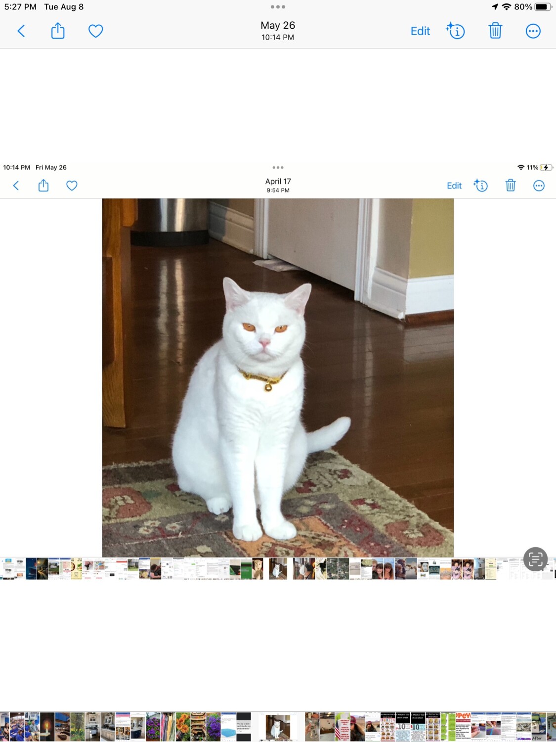 MilkToast, British white short hair