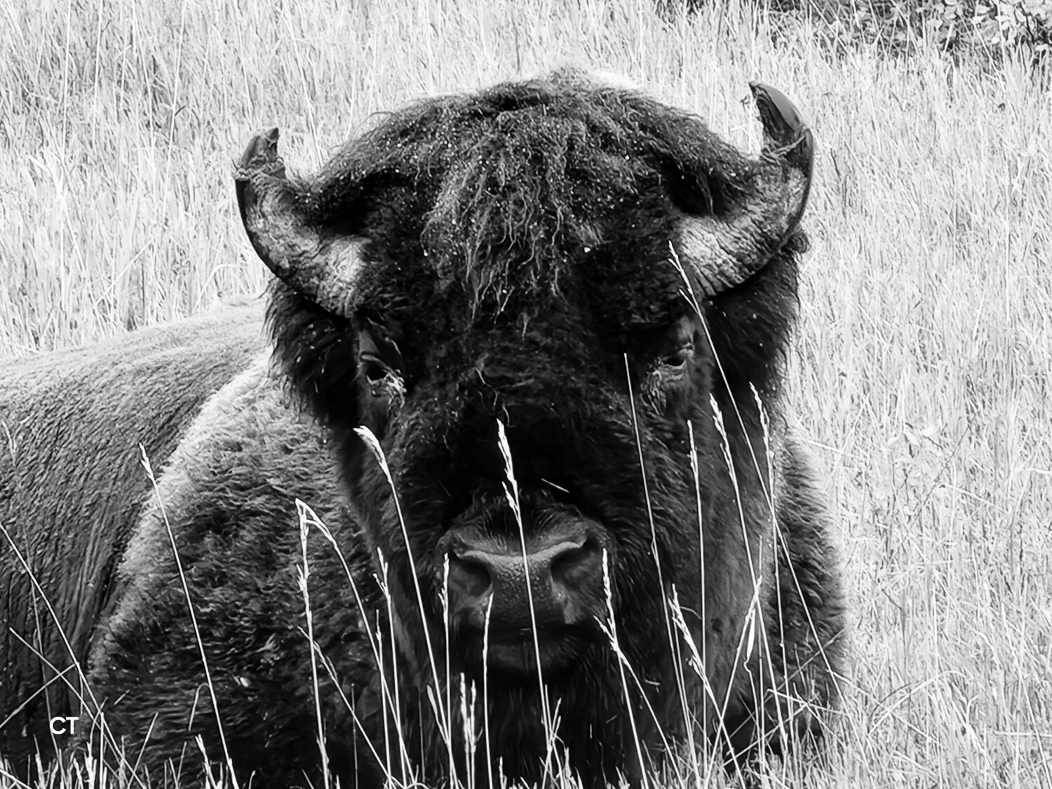 American Bison