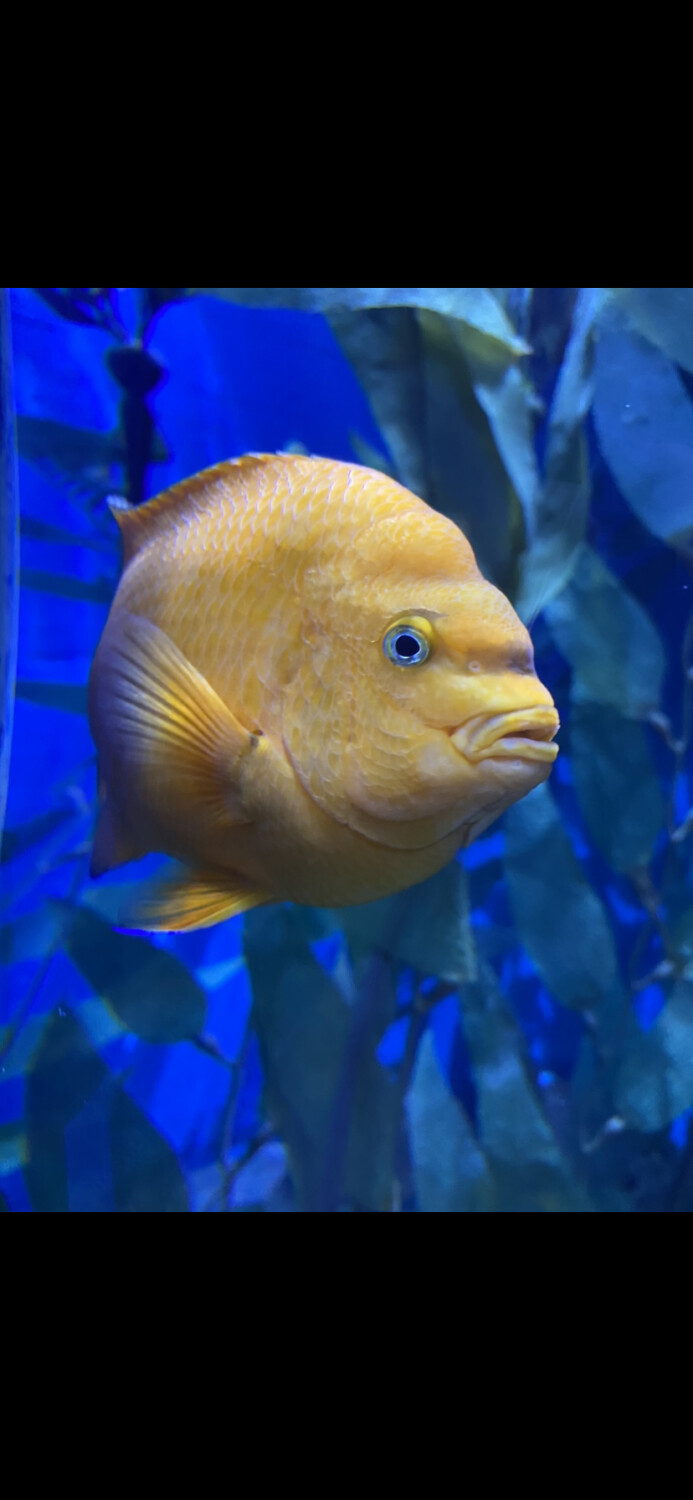 Lemonpeel Angelfish 2023