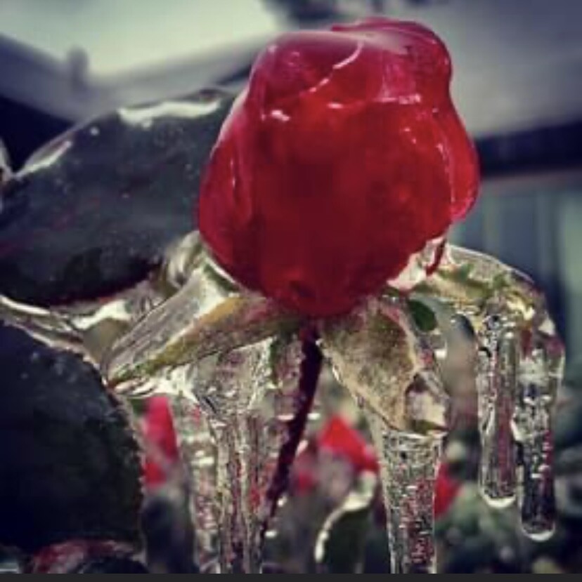 Frozen Rose