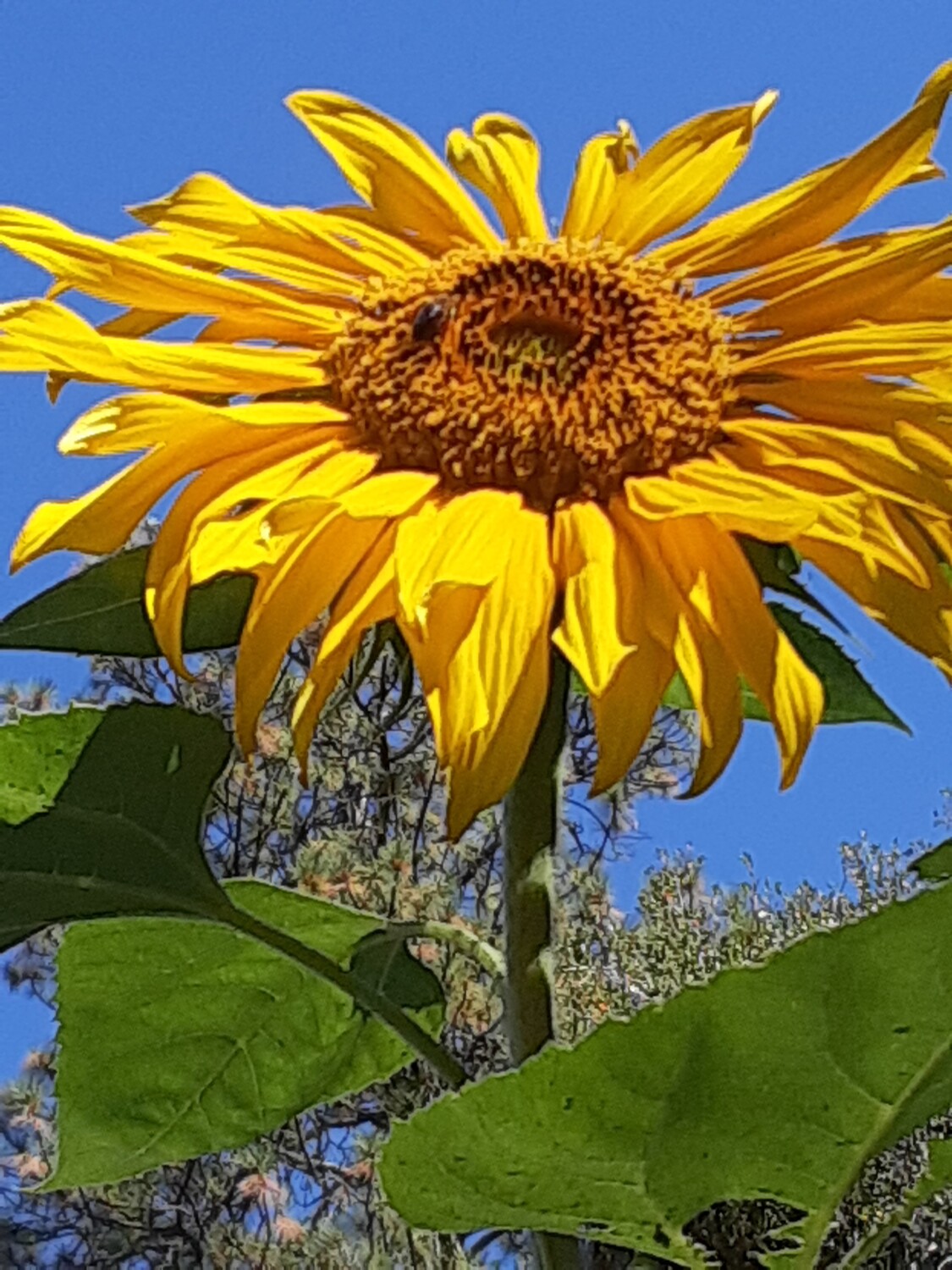 Reaching sunflower