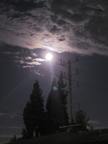 Silvia L Barrientos Profile