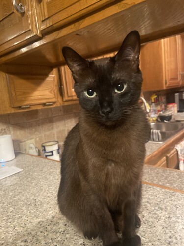 Hollie Quintana Profile