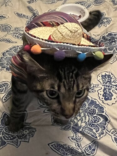 Viviane Pope Profile