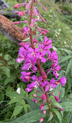 Shyama Samarasena Profile