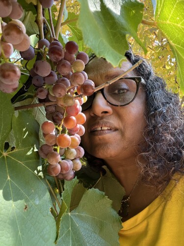 Mini shiba Pastor Profile