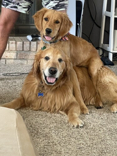 Debbie Rosko Profile