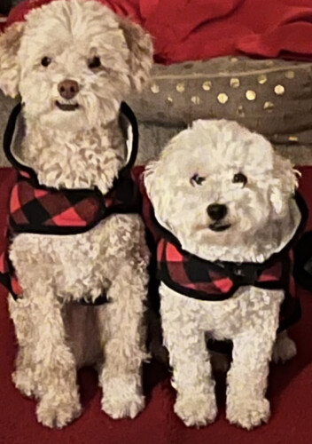 Gina Guilbeau Profile