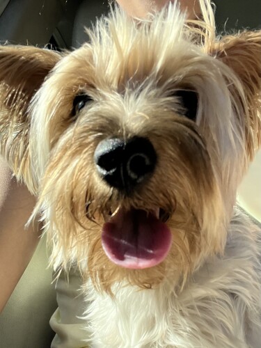 LOSALINE WAINIQOLO Profile