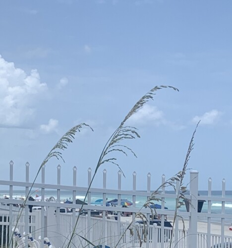 Julie Sproat Profile