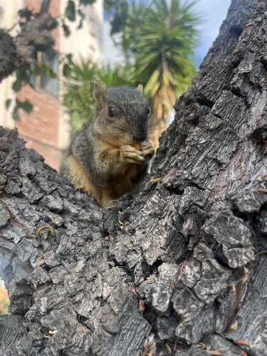 Clifton Cummings Profile